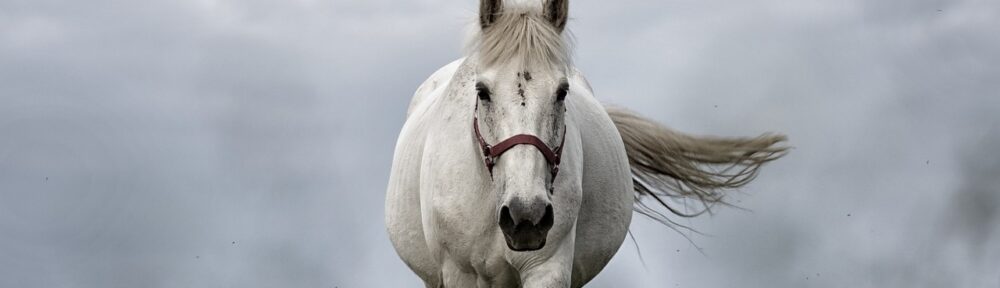 white horse, horse, nature-1136093.jpg